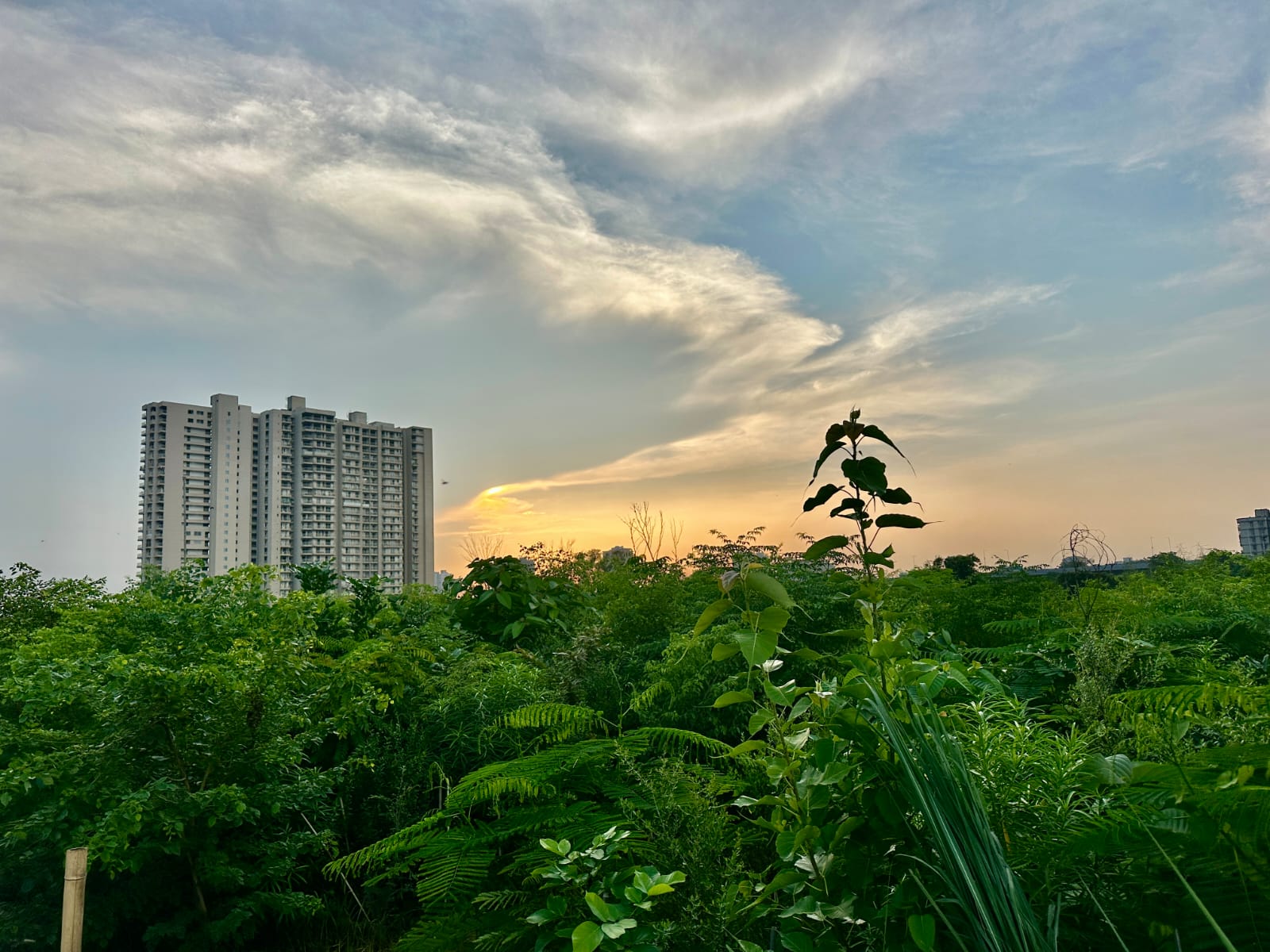 Urban Forestry