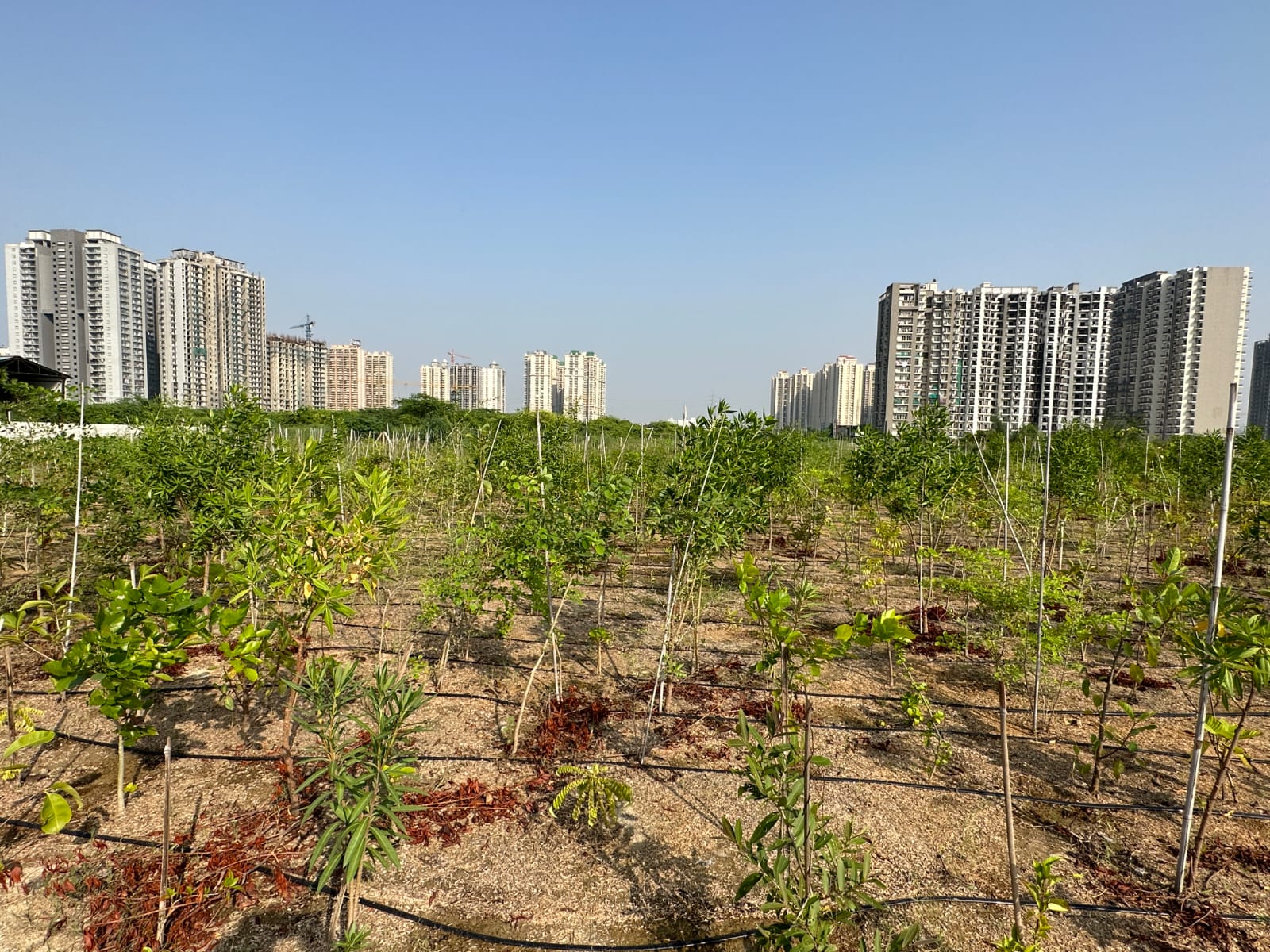 Forest Ecosystems